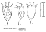 Keratella javana