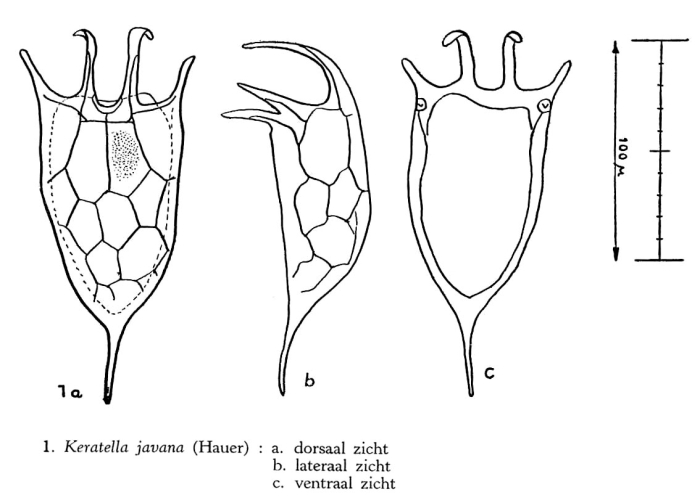 Keratella javana Keratella javana