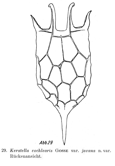 Keratella javana - Original description image