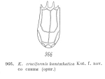 Keratella kamtschatica - Original description image