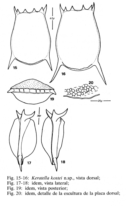 Keratella kostei - Original description image
