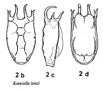 Keratella lenzi