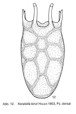 Keratella lenzi