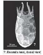 Keratella lenzi