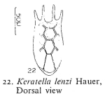 Keratella lenzi