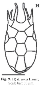 Keratella lenzi