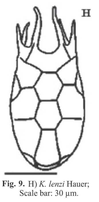 Keratella lenzi Keratella lenzi