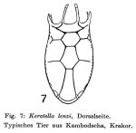Keratella lenzi