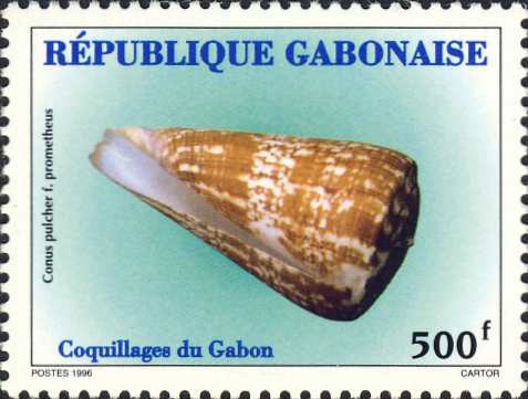 Conus pulcher