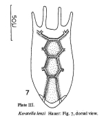 Keratella lenzi
