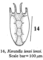 Keratella lenzi