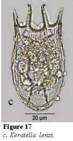 Keratella lenzi