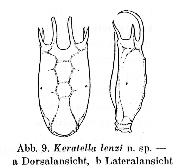 Keratella lenzi - Original description image