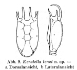 Keratella lenzi