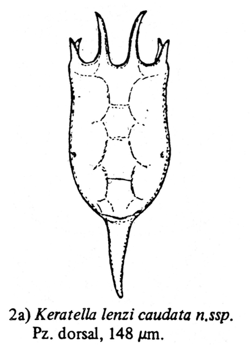 Keratella lenzi caudata - Original description image