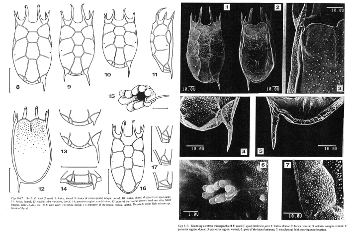 Keratella lenzi f. ayui - Original description image