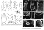 Keratella lenzi f. ayui