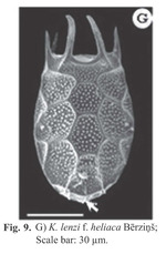Keratella lenzi f. heliaca