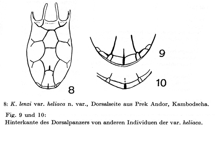 Keratella lenzi f. heliaca - Original description image
