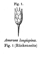 Keratella longispina - Original description image