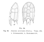 Keratella lucksi