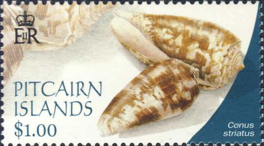 Conus striatus Conus striatus
