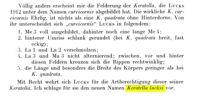 Keratella lucksi - Original description image