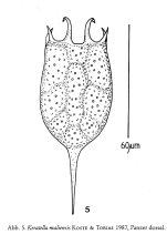 Keratella maliensis