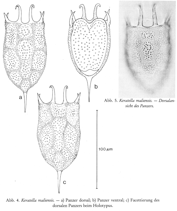 Keratella maliensis - Original description image