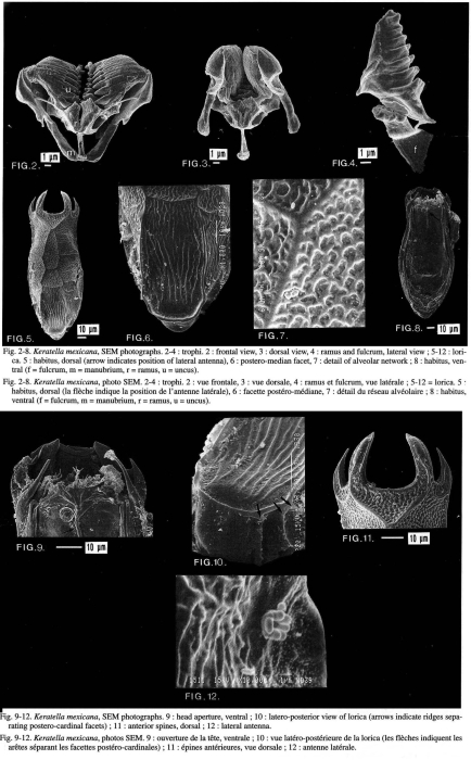 Keratella mexicana Keratella mexicana