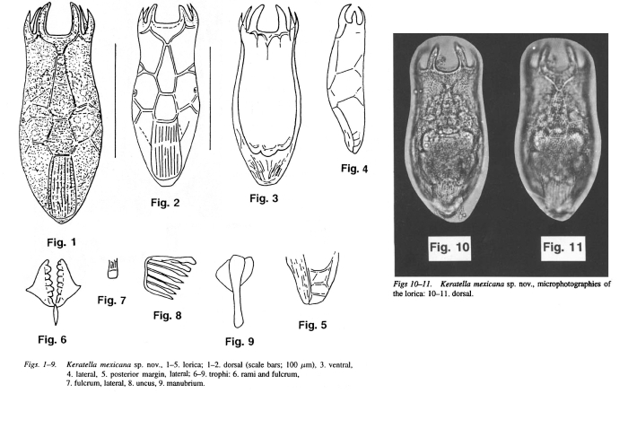 Keratella mexicana - Original description image
