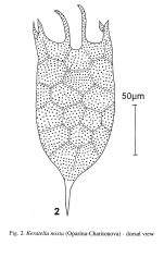 Keratella mixta