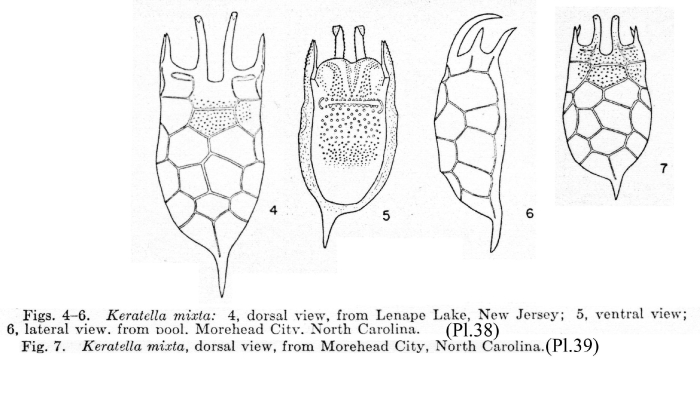 Keratella mixta Keratella mixta