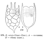 Keratella mixta