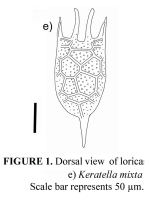 Keratella mixta