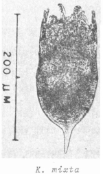 Keratella mixta