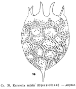 Keratella mixta