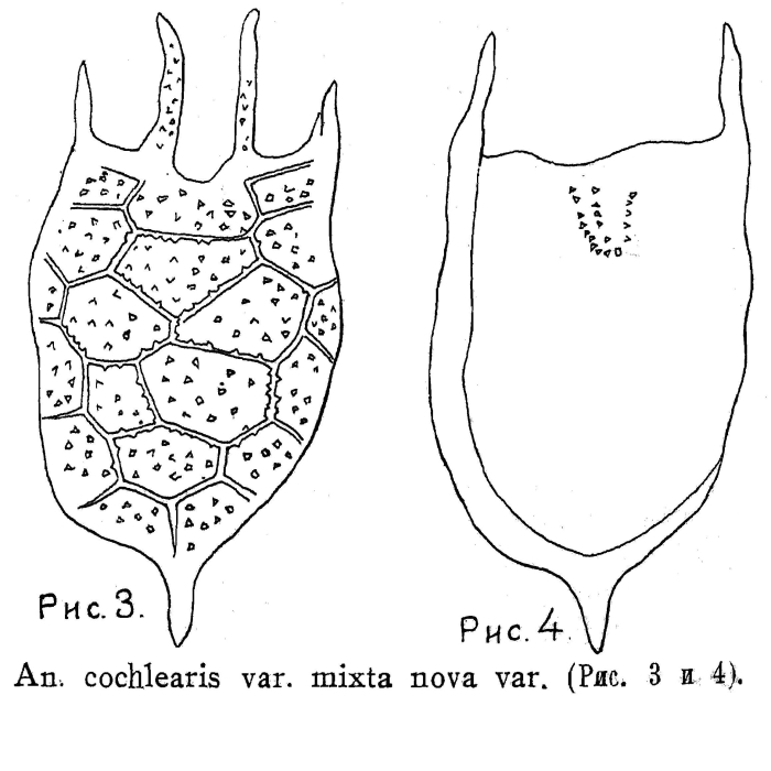 Keratella mixta - Original description image
