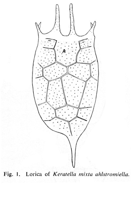 Keratella mixta ahlstromiella - Original description image