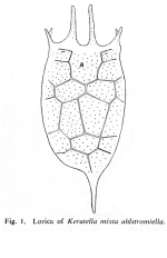 Keratella mixta ahlstromiella