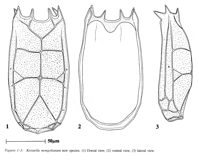 Keratella mongoliana - Original description image