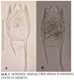 Keratella morenoi