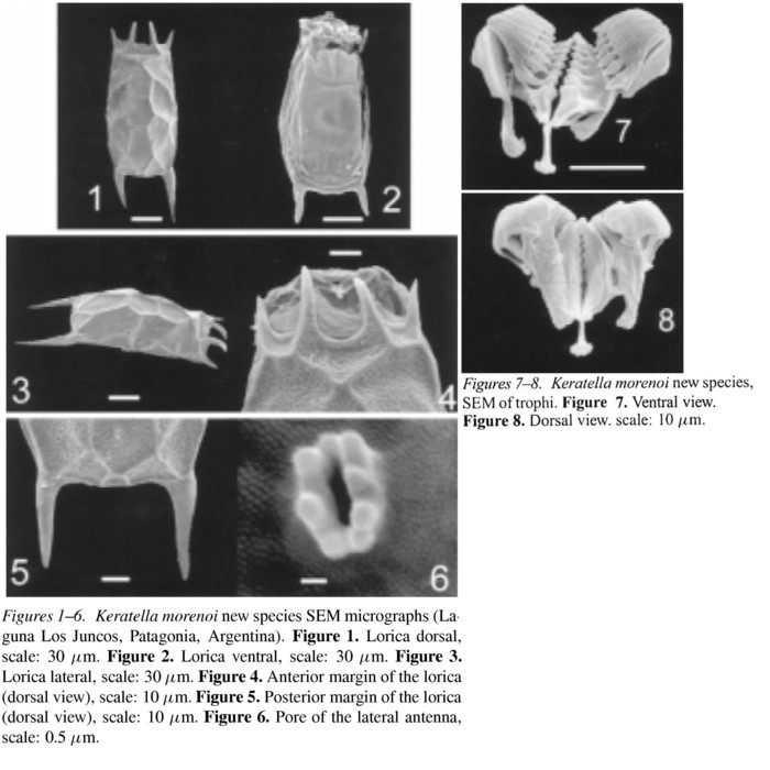 Keratella morenoi - Original description image