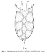 Keratella nhamunda