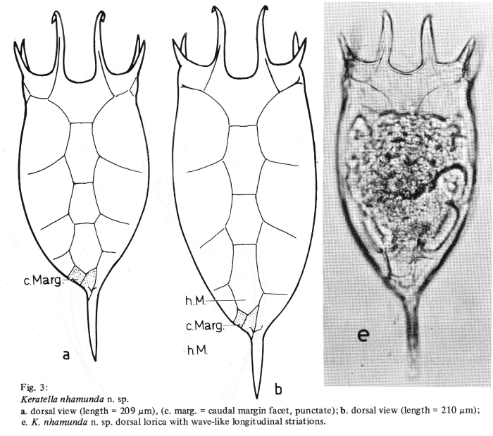 Keratella nhamunda - Original description image