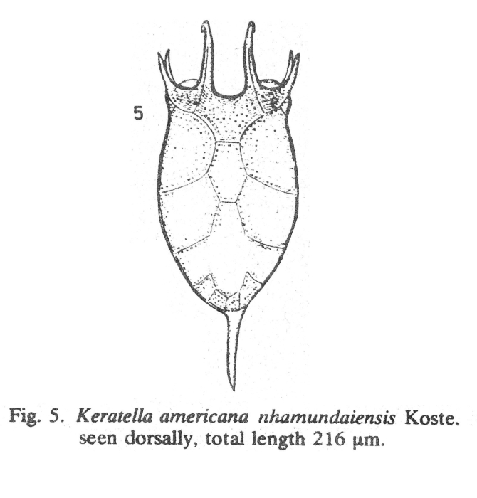Keratella nhamundaiensis - Original description image