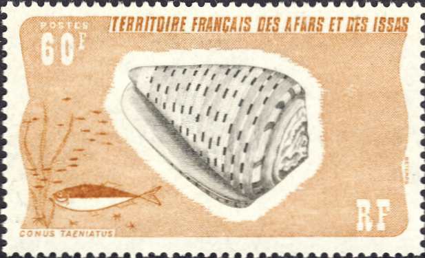 Conus taeniatus Conus taeniatus