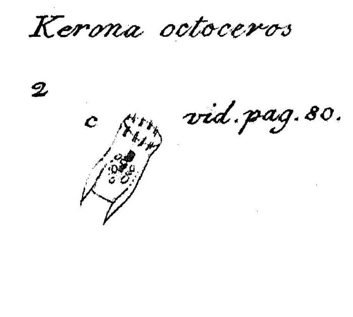Keratella octoceros - Original description image