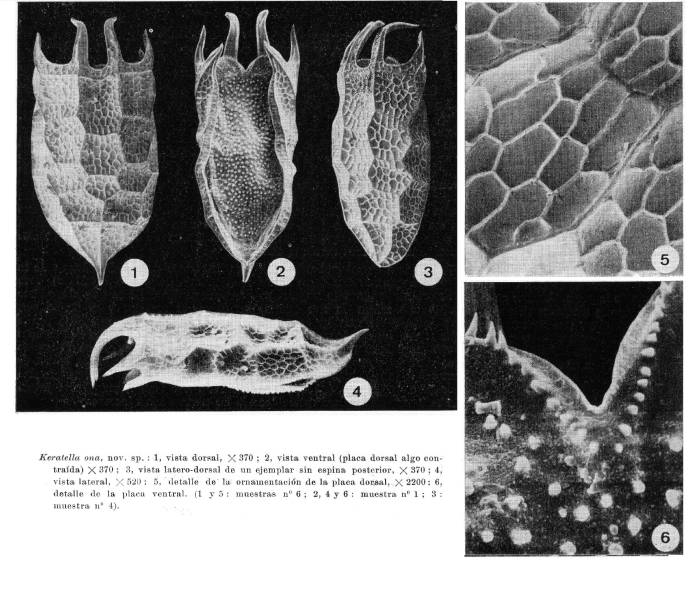 Keratella ona - Original description image