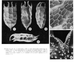 Keratella ona